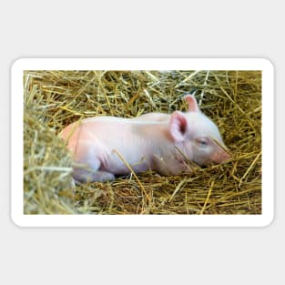 Drowsy Piglet Sticker